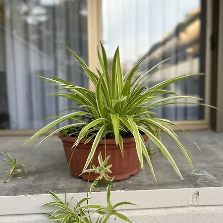 Room& Breakfast Martin's Luxury Appartement *