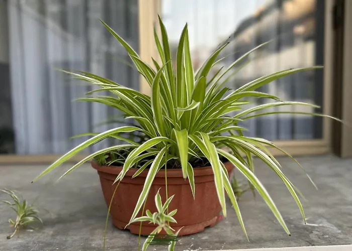 Room& Breakfast Martin's Luxury Apartment *